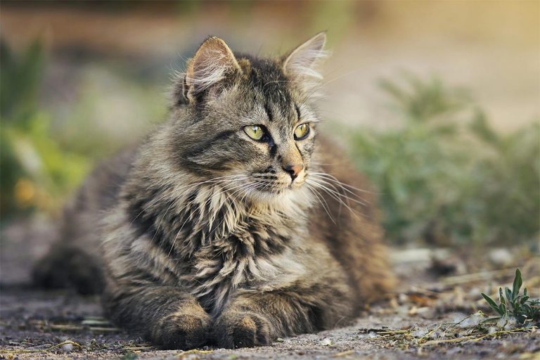 Titelbild zu „Die Vorteile von gutem Katzenfutter“